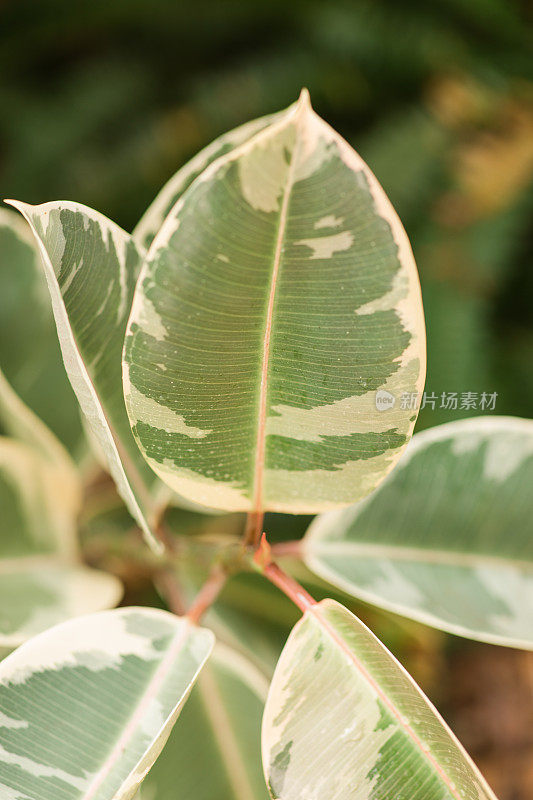 杂色橡胶植物'Variegata' Ficus Elastica生长在南佛罗里达的户外